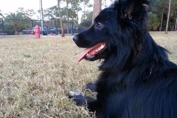 Dog Park at Freedom Lake Park